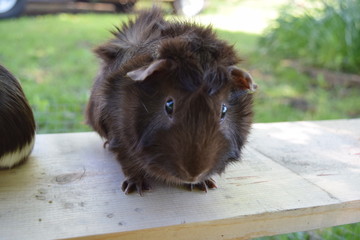abyssinian guinea pig