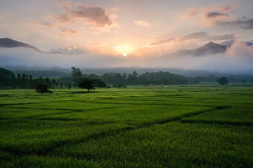Obraz premium Green rice field on sunrise background at Pua, Nan Province, Thailand.