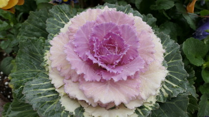 flower in garden