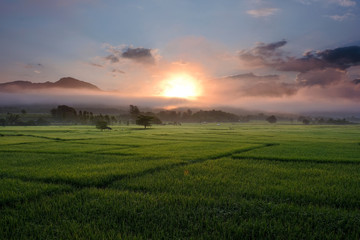   Green rice field on sunrise background at Pua, Nan Province, Thailand..