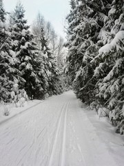 road in winter forest