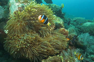 clownfish and anenome at the wreck of the liberty in tulamben, bali