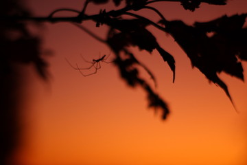 Spidey Senses © Jonathan