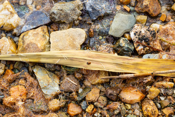 Top view of coastal wet rocks. A single ladybug crawls on a dry yellow sheet of reeds.