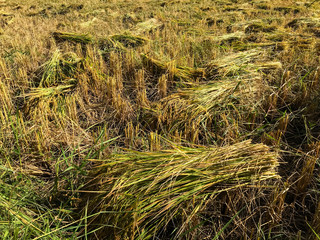 harvesting rice in rice field in Thailand