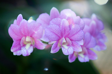 Close-Up Of Pink orchid Flowering Plant In nature