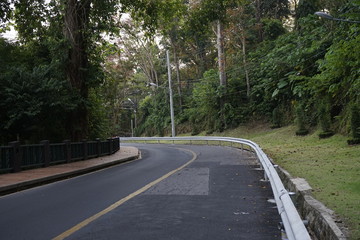 asphalt road in the forest