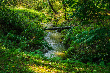 Small river in the green summer forest. Long Exposure.