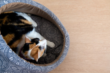 A calico cat is lying in cushion.