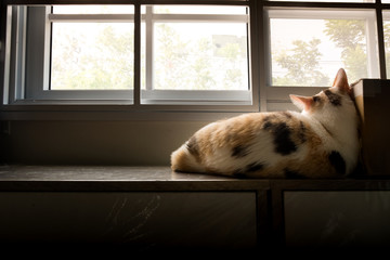 Lonely cat lying on the window with a sad pose.