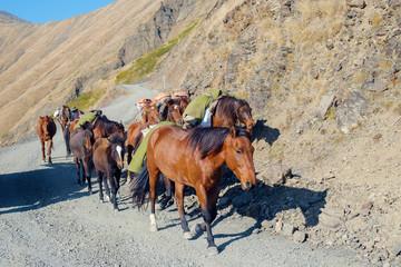 Fototapeta na wymiar A team of horses hiking up the mountain