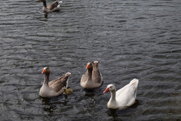 amigables aves en entre rios