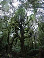 Philosopher Falls Tasmania tree in the forest