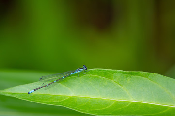 オゼイトトンボ
