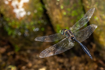 ハネビロエゾトンボ　飛翔