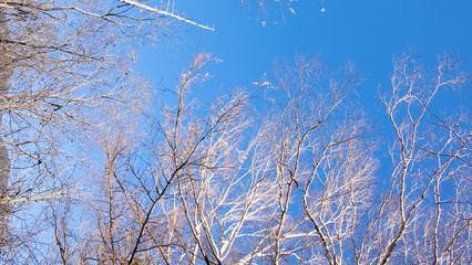 Dried brown branch leaves trees with blue sky background in fall autumn season of kamikochi national park , Kamikochi, Japan.