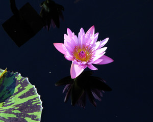 Water lily pink