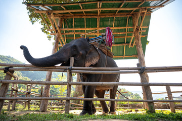 Huge Asian elephant in the camp.Elephant is an wildlife animal but they are very cute. The tourist come to Thailand for travelling and need to see elephant family.Elephant is the symbol of Thailand