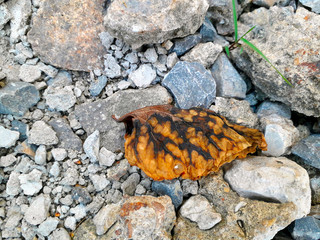 Background of brown dry leaves on a pile of gray rocks