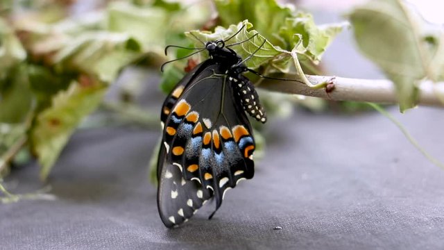 swallowtail butterfly twisting proboscis close up