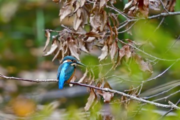 木陰でのんびりとくつろぐカワセミ