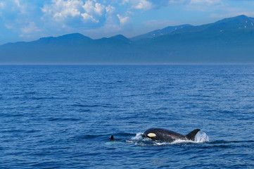 Fototapeta premium 北海道 知床 羅臼の海を泳ぐシャチ