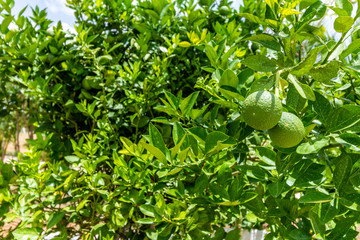 Citrus fruit tree close up