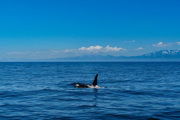 Fototapeta premium 北海道 知床 羅臼の海を泳ぐシャチ