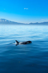 北海道　知床　羅臼の海を泳ぐシャチ © shota