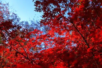 紅葉