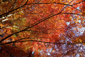 紅葉