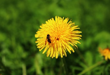 Blooming bright yellow Taraxacum flowers in a meadow on a spring, sunny day