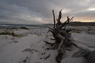 washed up tree trunk and roots on the beach at Cape Point