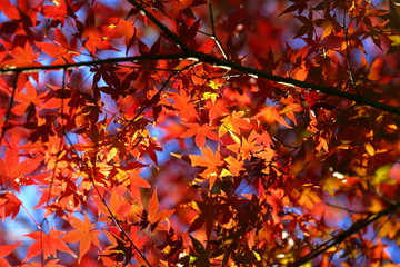 紅葉