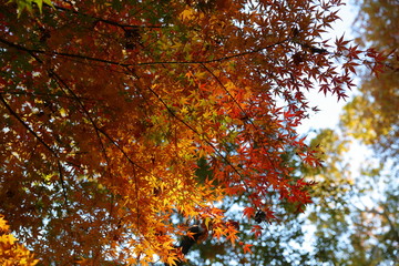 紅葉