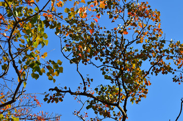 青空を背景にして、紅葉し始めた樹の梢をローアングルで撮影した写真