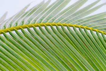 Fresh organic green palm coconut leaves tropical tree , summer holiday vacation nature ecology refresh concept.