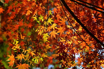 紅葉