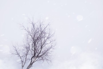 Dry tree branch with fog moody sky background in autumn season and snow wind effect, copy space.