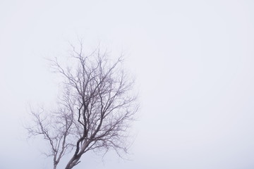 Dry tree branch with foggy mist moody sky background in autumn season , copy space.