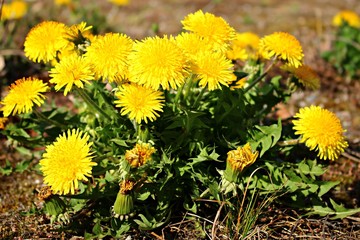 Blooming bright yellow Taraxacum flowers in a meadow on a spring, sunny day