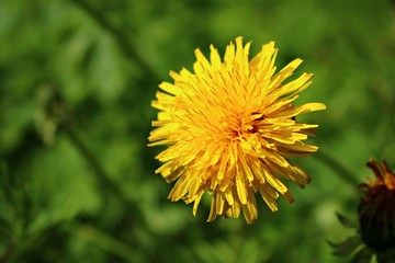 Blooming bright yellow Taraxacum flowers in a meadow on a spring, sunny day