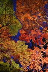 紅葉のライトアップ