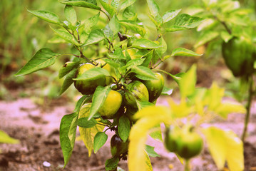 Green pepper in the summer garden after rain close-up