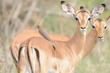 Oxpecker on impala