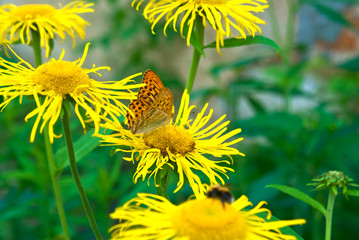 Yellow Oxeye flowers (Telekia speciosa) with a mother-of-pearl butterfly (Argynnis paphia) sitting on them.