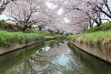 Beautiful archway of pink cherry blossom trees ( Sakura Namiki ) on the river bank of a canal in Fukiage, Saitama, Japan ~ Romantic spring scenery of Japanese countryside in sakura season