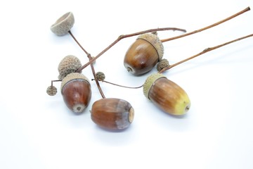 Brown acorns located on a white background