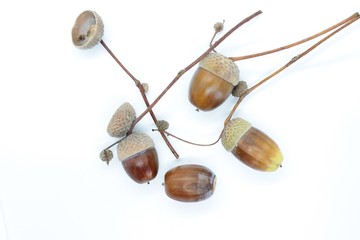 Brown acorns located on a white background