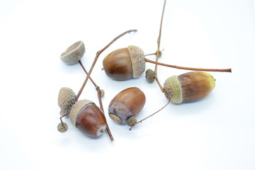 Brown acorns located on a white background